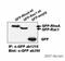 GFP antibody, ab1218, Abcam, Immunoprecipitation image 