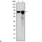 Glycogen Synthase 1 antibody, LS-C812628, Lifespan Biosciences, Western Blot image 