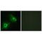 Kinase suppressor of Ras 2 antibody, A06876, Boster Biological Technology, Immunofluorescence image 