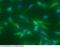 Adhesion G Protein-Coupled Receptor E5 antibody, 11280-MM03, Sino Biological, Immunohistochemistry paraffin image 