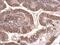 Tubulin Beta 2A Class IIa antibody, PA5-27108, Invitrogen Antibodies, Immunohistochemistry frozen image 