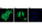 Phosphoglycerate Dehydrogenase antibody, 32770S, Cell Signaling Technology, Immunofluorescence image 