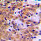Signal Transducer And Activator Of Transcription 5A antibody, LS-C352887, Lifespan Biosciences, Immunohistochemistry frozen image 