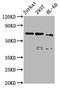 CBFA2/RUNX1 Partner Transcriptional Co-Repressor 3 antibody, CSB-PA004576LA01HU, Cusabio, Western Blot image 