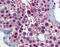 Karyopherin Subunit Alpha 1 antibody, 51-967, ProSci, Immunohistochemistry paraffin image 