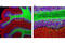 2',3'-Cyclic Nucleotide 3' Phosphodiesterase antibody, 5664S, Cell Signaling Technology, Immunofluorescence image 