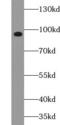 Fibroblast growth factor receptor 2 antibody, FNab09802, FineTest, Western Blot image 