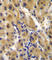 Ectonucleotide Pyrophosphatase/Phosphodiesterase 2 antibody, abx031746, Abbexa, Western Blot image 