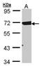 RAD17 Checkpoint Clamp Loader Component antibody, GTX100107, GeneTex, Western Blot image 