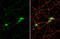 Tubulin Beta 4A Class IVa antibody, GTX102095, GeneTex, Immunofluorescence image 