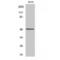 Inositol Hexakisphosphate Kinase 2 antibody, LS-C384157, Lifespan Biosciences, Western Blot image 