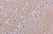 Neural Cell Adhesion Molecule 1 antibody, GTX634792, GeneTex, Immunohistochemistry paraffin image 