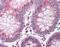 Cullin 9 antibody, NBP1-02783, Novus Biologicals, Immunohistochemistry paraffin image 