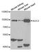 Amine Oxidase Copper Containing 3 antibody, A2001, ABclonal Technology, Western Blot image 