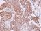 60S ribosomal protein L7a antibody, NBP2-20217, Novus Biologicals, Immunohistochemistry frozen image 