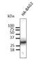 Phosphoinositide-3-Kinase Regulatory Subunit 1 antibody, orb334782, Biorbyt, Western Blot image 