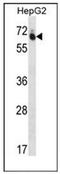 GUF1 Homolog, GTPase antibody, AP51985PU-N, Origene, Western Blot image 