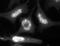 Acyl-CoA Binding Domain Containing 7 antibody, NBP1-56527, Novus Biologicals, Immunofluorescence image 