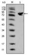 ISL LIM Homeobox 1 antibody, AM06335SU-N, Origene, Western Blot image 