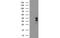 Translocon-associated protein subunit alpha antibody, MBS832041, MyBioSource, Western Blot image 