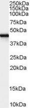 Fasciculation And Elongation Protein Zeta 1 antibody, GTX89222, GeneTex, Western Blot image 