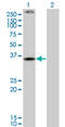 rCB2 antibody, LS-C196942, Lifespan Biosciences, Western Blot image 