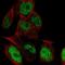 Leucine Rich Repeat Containing 28 antibody, PA5-66824, Invitrogen Antibodies, Immunofluorescence image 