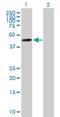 Molybdenum Cofactor Synthesis 3 antibody, H00027304-B01P, Novus Biologicals, Western Blot image 