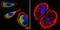 Clathrin Heavy Chain antibody, MA1-065, Invitrogen Antibodies, Immunofluorescence image 