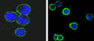 CD37 Molecule antibody, abx010524, Abbexa, Western Blot image 