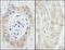 N-Myc And STAT Interactor antibody, NB100-764, Novus Biologicals, Immunohistochemistry frozen image 