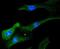 Signal Transducer And Activator Of Transcription 6 antibody, NBP2-67393, Novus Biologicals, Immunocytochemistry image 