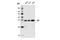 Ribosomal Protein S6 antibody, 14662S, Cell Signaling Technology, Western Blot image 