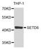 SET Domain Containing 6, Protein Lysine Methyltransferase antibody, LS-C346300, Lifespan Biosciences, Western Blot image 