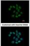 Nucleoside-Triphosphatase, Cancer-Related antibody, PA5-30852, Invitrogen Antibodies, Immunofluorescence image 