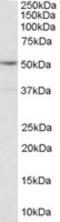 5-Hydroxytryptamine Receptor 2C antibody, MBS420937, MyBioSource, Western Blot image 