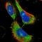 Transmembrane Protein 187 antibody, HPA038134, Atlas Antibodies, Immunofluorescence image 