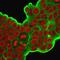 Heat Shock Protein Family B (Small) Member 1 antibody, GTX34783, GeneTex, Immunofluorescence image 