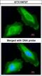 DEAD-Box Helicase 3 X-Linked antibody, LS-C186094, Lifespan Biosciences, Immunocytochemistry image 