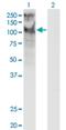 Short transient receptor potential channel 5 antibody, H00007224-M10, Novus Biologicals, Western Blot image 