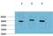 Beclin 1 antibody, GTX34055, GeneTex, Western Blot image 