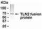 Talin 2 antibody, NB300-356, Novus Biologicals, Western Blot image 