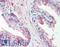 Heat Shock Protein Family B (Small) Member 1 antibody, LS-B2932, Lifespan Biosciences, Immunohistochemistry frozen image 