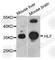 HLF Transcription Factor, PAR BZIP Family Member antibody, A3143, ABclonal Technology, Western Blot image 