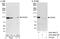 Cell division cycle 5-related protein antibody, A301-682A, Bethyl Labs, Immunoprecipitation image 