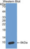 Serpin Family B Member 4 antibody, LS-C314157, Lifespan Biosciences, Western Blot image 