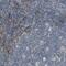 Blood Vessel Epicardial Substance antibody, PA5-53235, Invitrogen Antibodies, Immunohistochemistry frozen image 