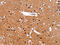 Interleukin 1 Receptor Associated Kinase 1 Binding Protein 1 antibody, CSB-PA048353, Cusabio, Immunohistochemistry frozen image 