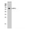 Synaptotagmin Binding Cytoplasmic RNA Interacting Protein antibody, LS-C383992, Lifespan Biosciences, Western Blot image 