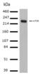 Mechanistic Target Of Rapamycin Kinase antibody, 701483, Invitrogen Antibodies, Western Blot image 